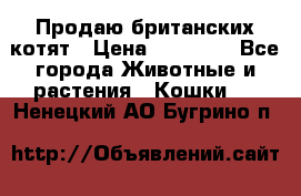 Продаю британских котят › Цена ­ 30 000 - Все города Животные и растения » Кошки   . Ненецкий АО,Бугрино п.